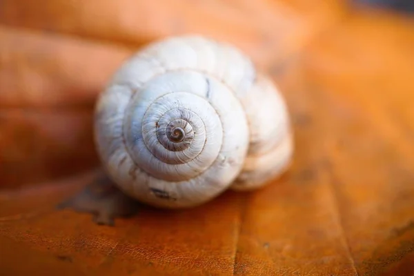 Piccola Chiocciola Nella Natura — Foto Stock