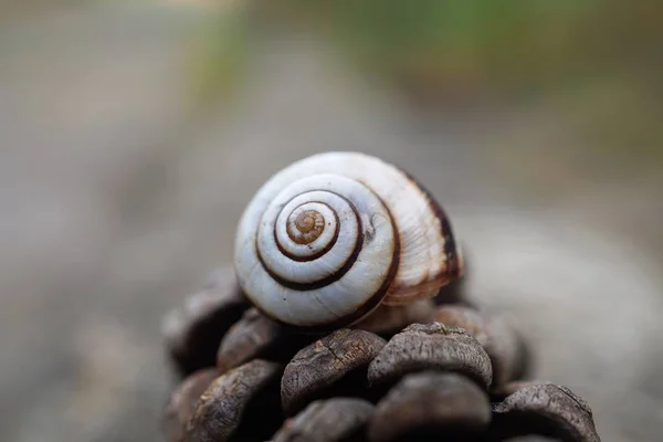 Caracol Pequeño Naturaleza —  Fotos de Stock