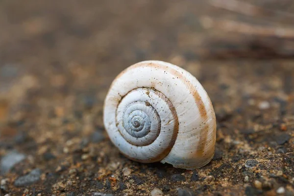 Pequeno Caracol Natureza — Fotografia de Stock