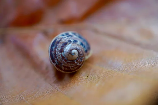 Petit Escargot Dans Nature — Photo