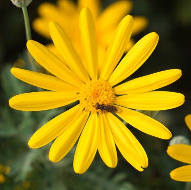                               Bahçedeki güzel sarı çiçekler 