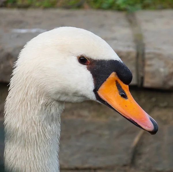 Cisne Branco Elegante Lago Parque — Fotografia de Stock