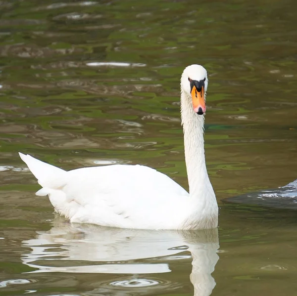 Cisne Branco Elegante Lago Parque — Fotografia de Stock