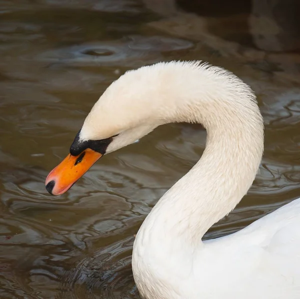 Cisne Branco Elegante Lago Parque — Fotografia de Stock