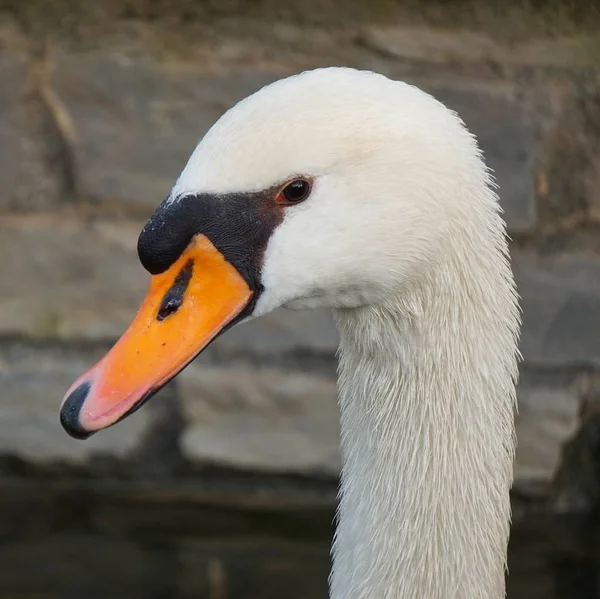 优雅的白色天鹅在公园的湖中 — 图库照片