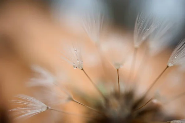 庭で抽象的なタンポポの花植物 — ストック写真