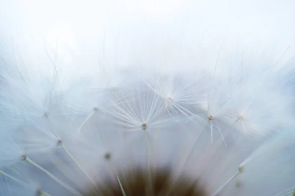 Pianta Astratta Del Fiore Tarassaco Nel Giardino — Foto Stock