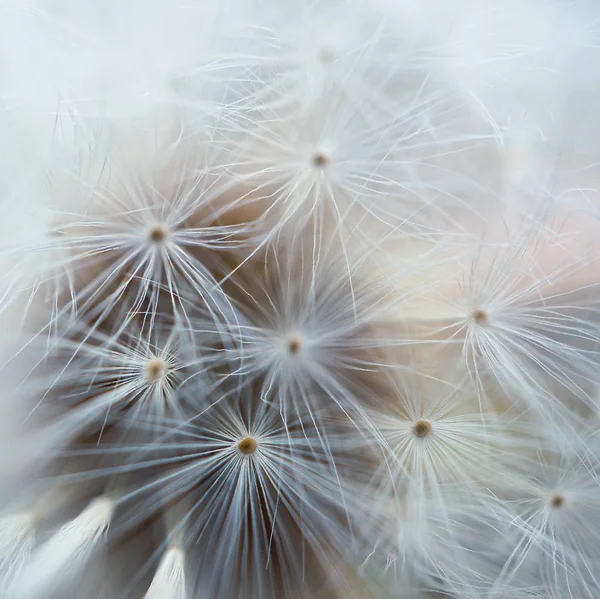 Абстрактна Квітка Кульбаби Саду — стокове фото
