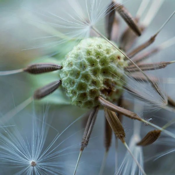 Die Abstrakte Löwenzahnblume Garten — Stockfoto