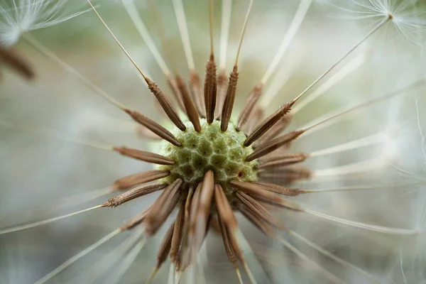 Абстрактна Квітка Кульбаби Саду — стокове фото