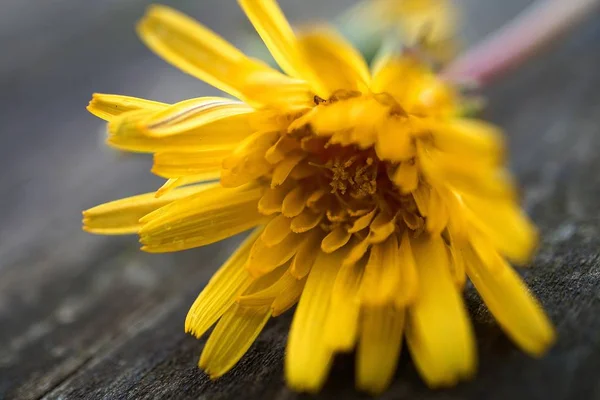 Belles Fleurs Jaunes Dans Jardin — Photo