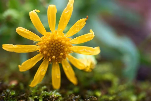 Mooie Gele Bloemen Tuin — Stockfoto