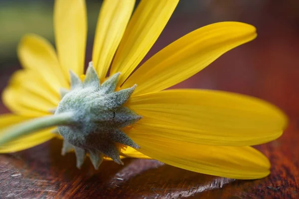 Belles Fleurs Jaunes Dans Jardin — Photo