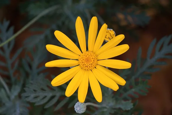 Bellissimi Fiori Gialli Giardino — Foto Stock