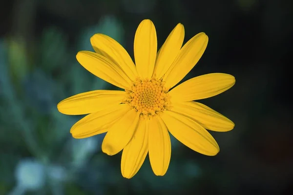 Bellissimi Fiori Gialli Giardino — Foto Stock