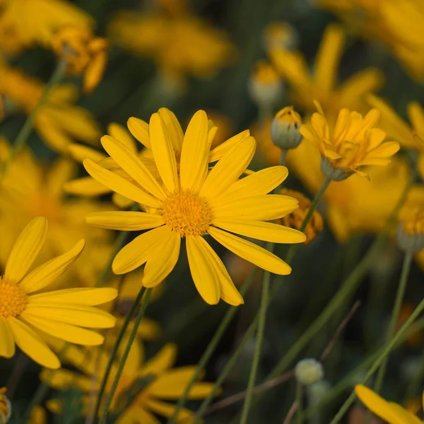                               Bahçedeki güzel sarı çiçekler 
