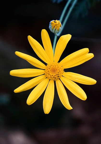 Όμορφα Κίτρινα Λουλούδια Στον Κήπο — Φωτογραφία Αρχείου