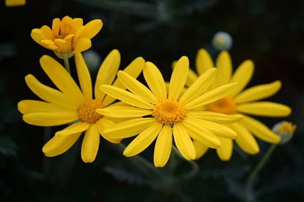 Belles Fleurs Jaunes Dans Jardin — Photo