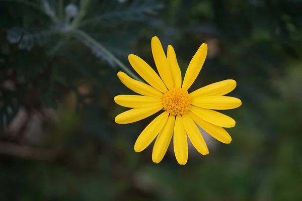 Bellissimi Fiori Gialli Giardino — Foto Stock