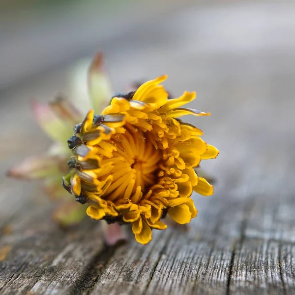 Belles Fleurs Jaunes Dans Jardin — Photo