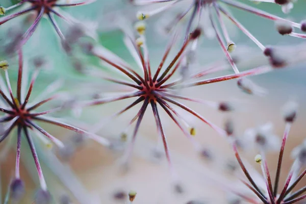 Les Fleurs Blanches Dans Jardin — Photo