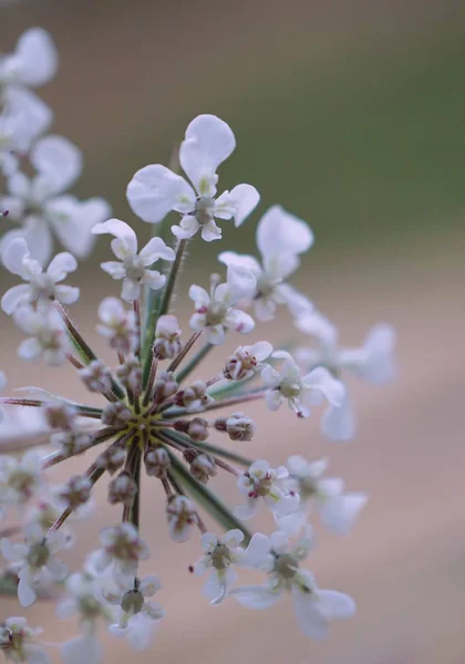 Белые Цветы Саду — стоковое фото