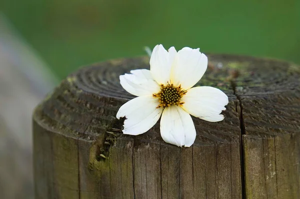 Die Weißen Blumen Garten — Stockfoto