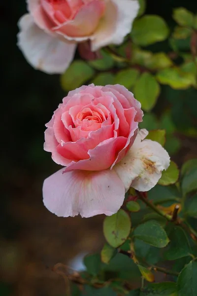 Piękne Różowe Kwiaty Rośliny Ogrodzie Naturze — Zdjęcie stockowe