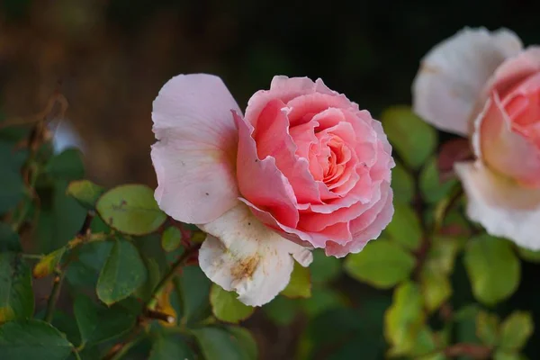 Las Hermosas Flores Rosadas Plantas Jardín Naturaleza — Foto de Stock