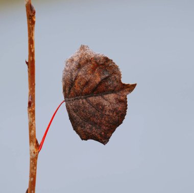                                doğada güzel soyut kahverengi ağaç yaprak