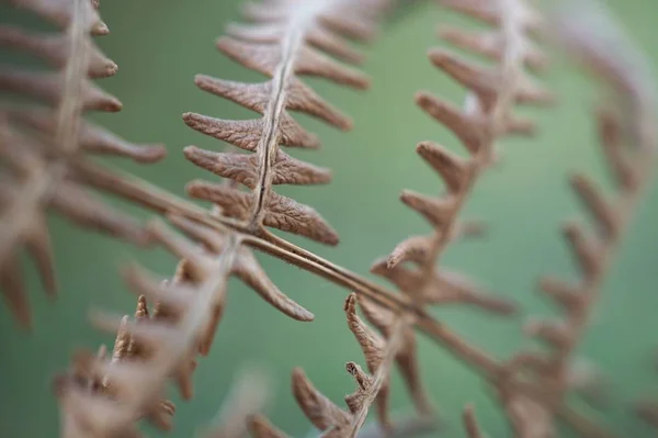 Folhas Planta Samambaia Marrom Abstrata — Fotografia de Stock