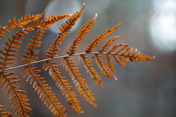 Les Feuilles Abstraites Fougère Brune — Photo