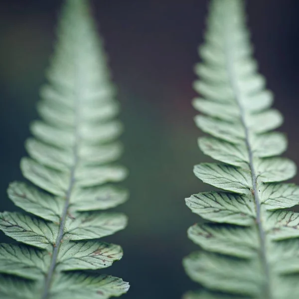 Folhas Planta Samambaia Abstratas Verdes — Fotografia de Stock