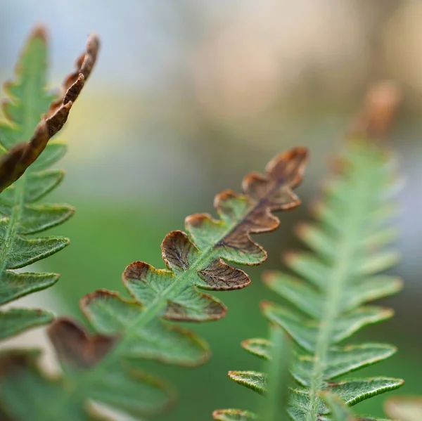 Folhas Planta Samambaia Abstratas Verdes — Fotografia de Stock