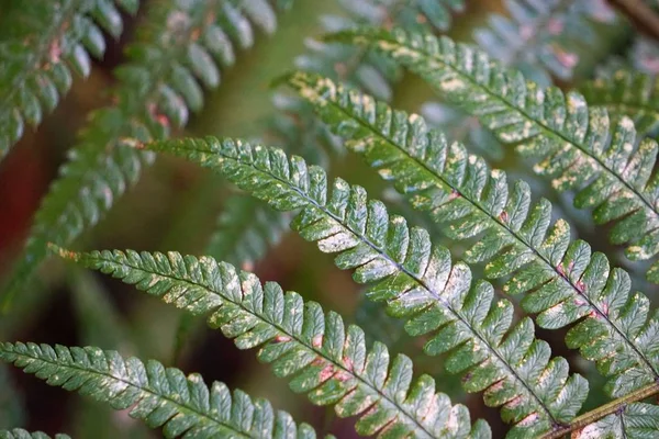 緑の抽象的なシダ植物の葉 — ストック写真