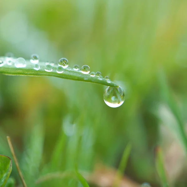 花园里的绿草植物上的雨滴 — 图库照片