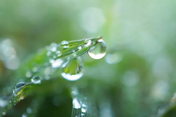 Gotas Chuva Planta Grama Verde Jardim — Fotografia de Stock