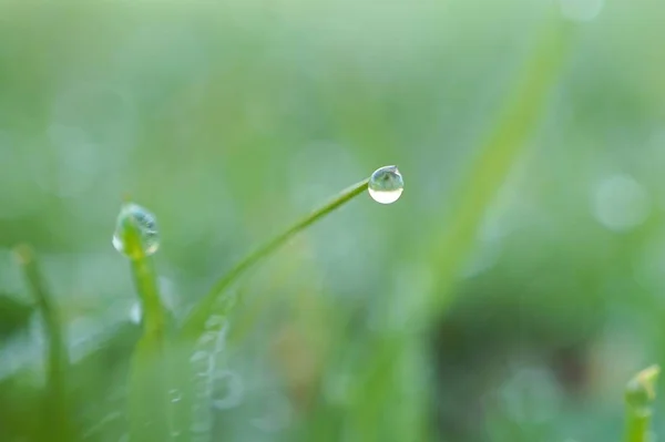 Gocce Pioggia Sulla Pianta Erba Verde Giardino — Foto Stock