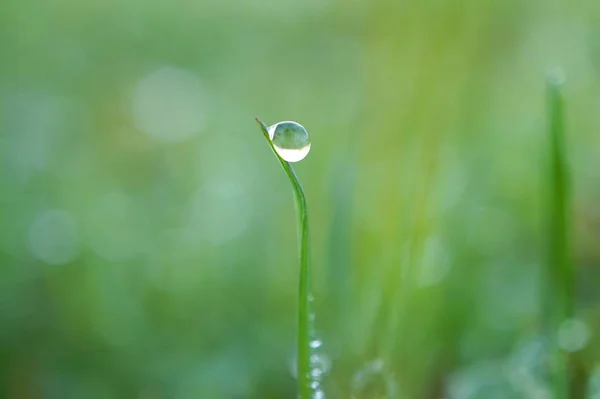 Gocce Pioggia Sulla Pianta Erba Verde Giardino — Foto Stock