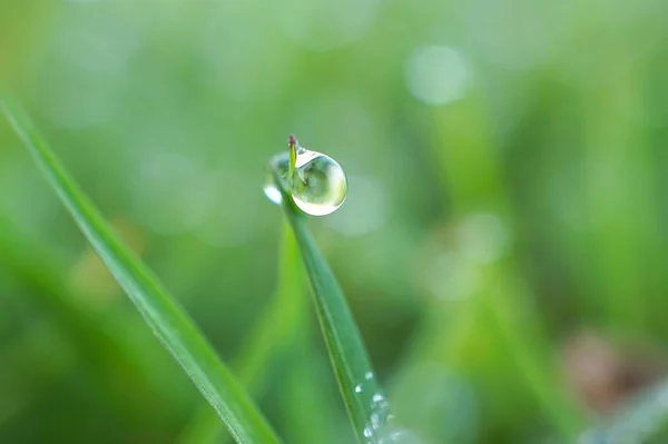 花园里的绿草植物上的雨滴 — 图库照片