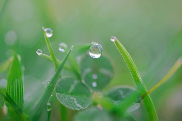 Gocce Pioggia Sulla Pianta Erba Verde Giardino — Foto Stock