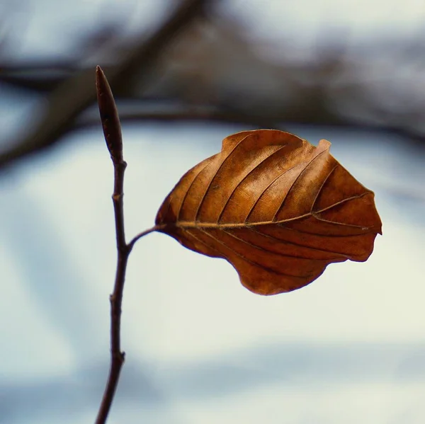 Doğada Güzel Soyut Kahverengi Ağaç Yaprak — Stok fotoğraf