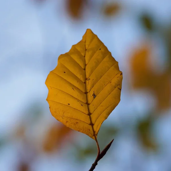 自然の中で美しい抽象的なブラウン ツリーを葉します — ストック写真