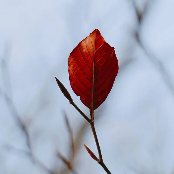 Beautiful Abstract Brown Tree Leaves Nature — Stock Photo, Image