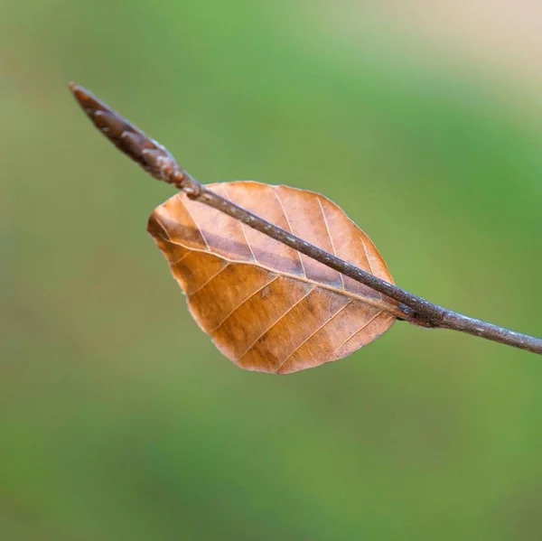 Hermosas Hojas Abstractas Árbol Marrón Naturaleza — Foto de Stock