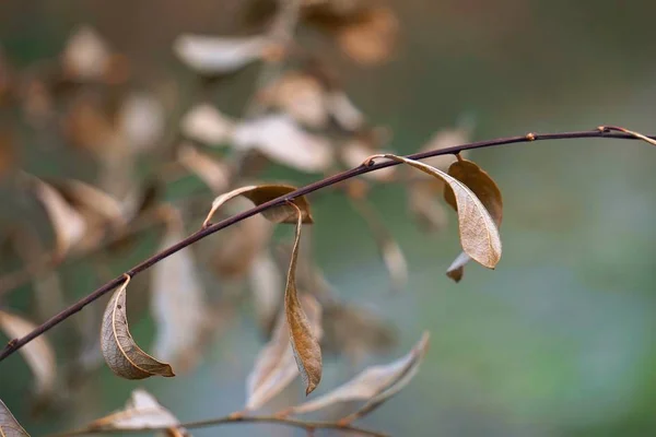 Hermosas Hojas Abstractas Árbol Marrón Naturaleza — Foto de Stock