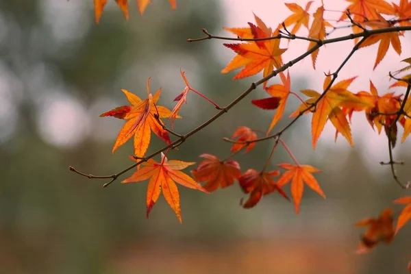 추상적인 나뭇잎 — 스톡 사진