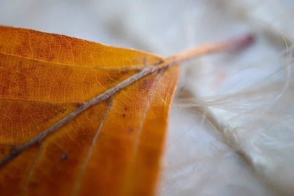 Vackra Löv Abstrakt Bruna Naturen — Stockfoto