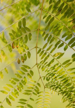                                doğa güzel ağaç yeşil dallarda