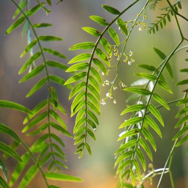                                doğa güzel ağaç yeşil dallarda